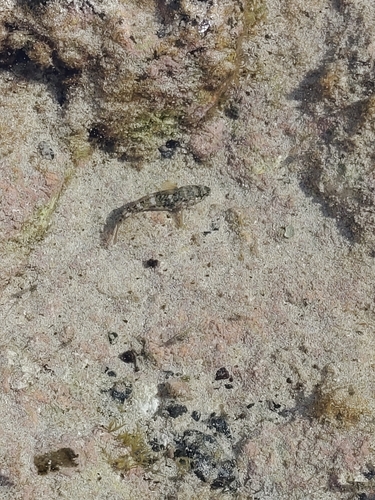 Madeira Goby