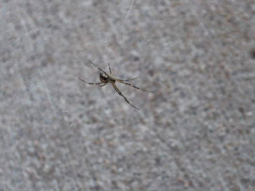 Western Black Widow
