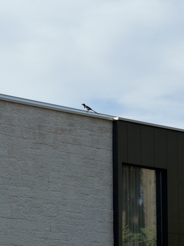 Eurasian Magpie
