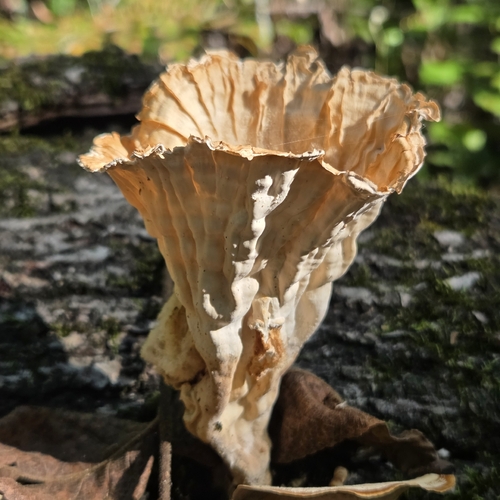 Cymatoderma caperatum observed 2026-09-19