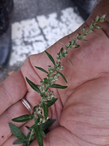 common mugwort