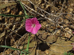 Convolvulus chilensis