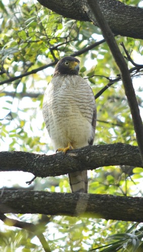 Roadside Hawk