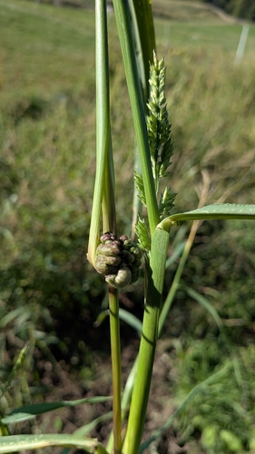 Ustilago trichophora
