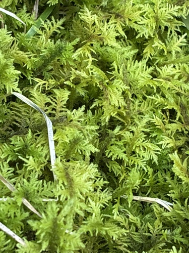 delicate fern moss