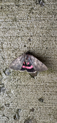 Darling Underwing