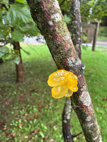 witch's butter