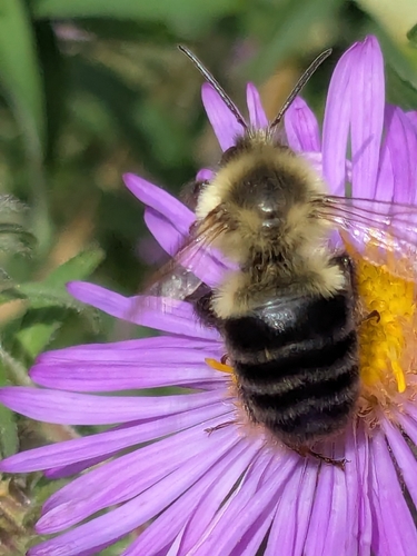 Common Eastern Bumble Bee