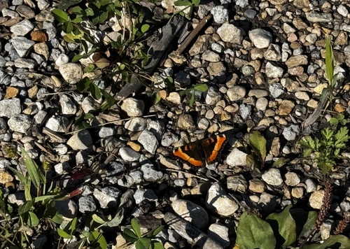 Milbert's Tortoiseshell