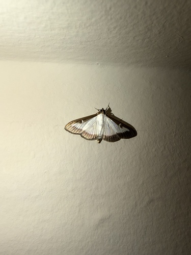 Box Tree Moth