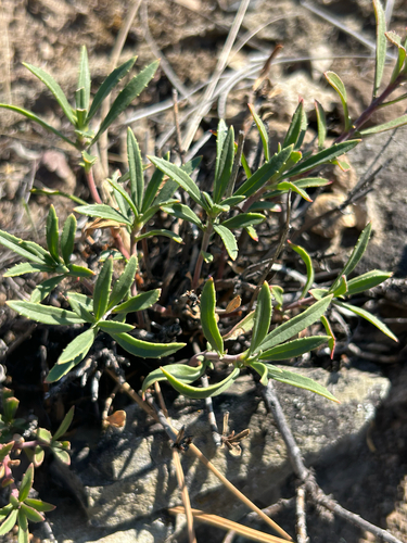 Penstemon fruticosus, photograph 3