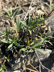 Penstemon fruticosus, photograph author not stated, no rights reserved