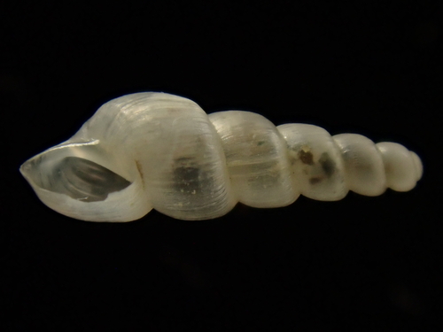 Truncatella subcylindrica, 2026-09-20