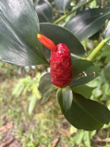 Costus woodsonii observed 2026-09-20