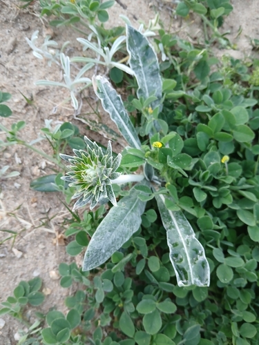 Trichocline incana