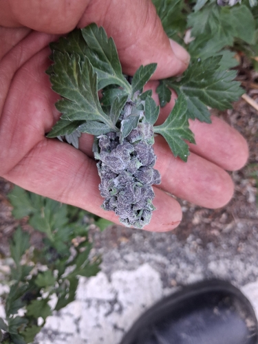 Mugwort Gall Aphid