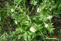 Valeriana occidentalis