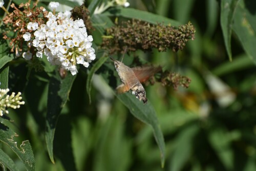 Eurasian Hummingbird Hawkmoth