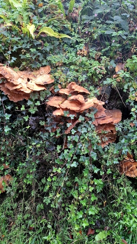 Giant Polypore