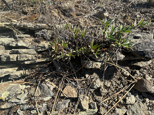 Penstemon fruticosus, photograph 2