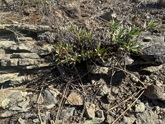 Penstemon fruticosus, photograph author not stated, no rights reserved