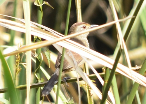 Rufous-capped Antshrike