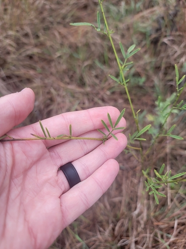 Dalea candida, photograph 5
