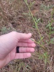 Dalea candida, photograph (c) Logan, some rights reserved (CC BY)