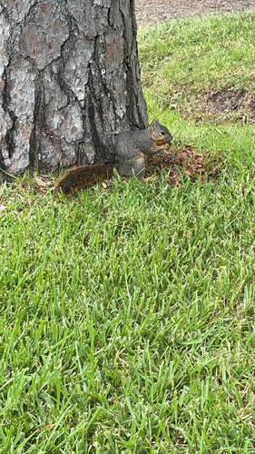 Eastern Fox Squirrel