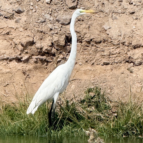Great Egret
