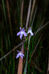 Lobelia kalmii, photograph (c) Nathan Aaron, some rights reserved (CC BY)