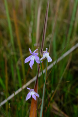 Lobelia kalmii