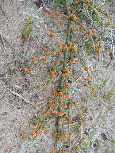 Ephedra tweedieana