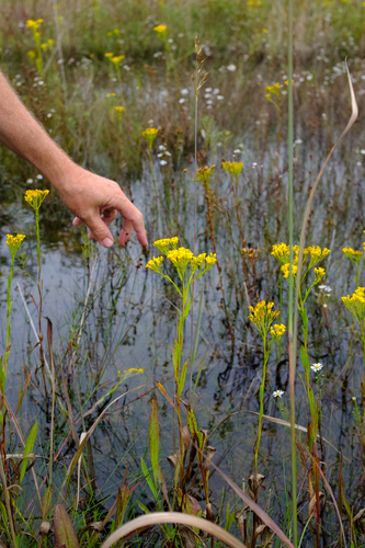 Solidago ohioensis, photograph 1
