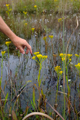 Solidago ohioensis