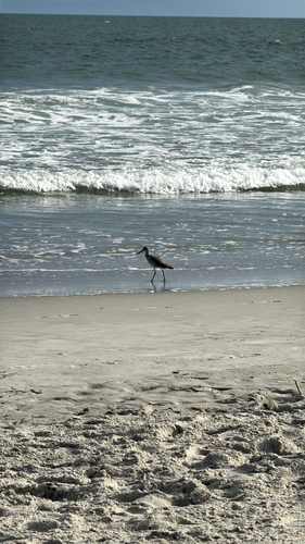 Willet