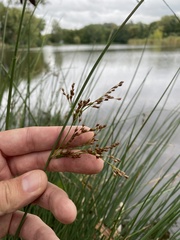 Juncus inflexus, photograph (c) Илья Руденко, some rights reserved (CC BY)