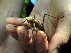 Coptopteryx argentina