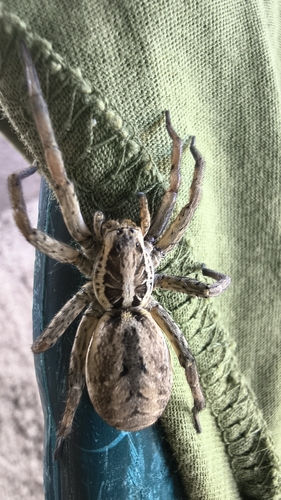 Radiated Wolf Spider