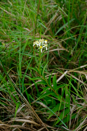 flat-top white aster