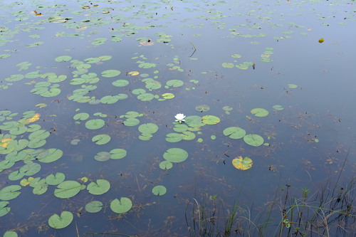 American white waterlily