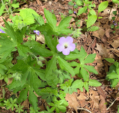 Geranium maculatum