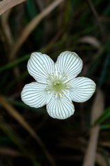 Parnassia glauca, photograph (c) Nathan Aaron, some rights reserved (CC BY)