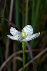 Parnassia glauca, photograph (c) Nathan Aaron, some rights reserved (CC BY)