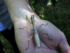 Coptopteryx argentina