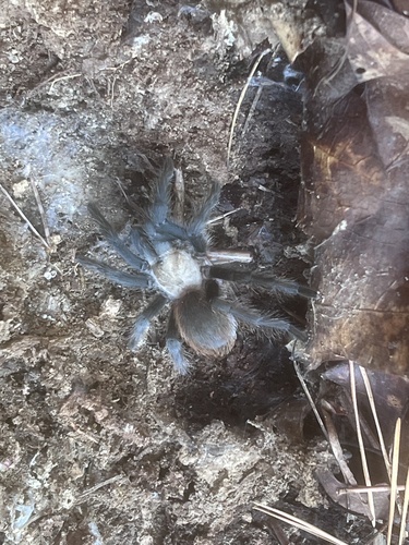 Texas Brown Tarantula