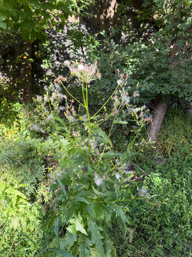 American burnweed