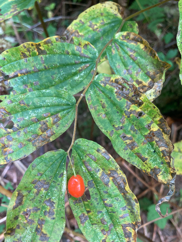 Hooker's fairybells