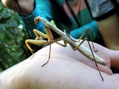 Coptopteryx argentina