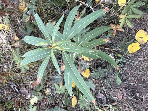 fireweed